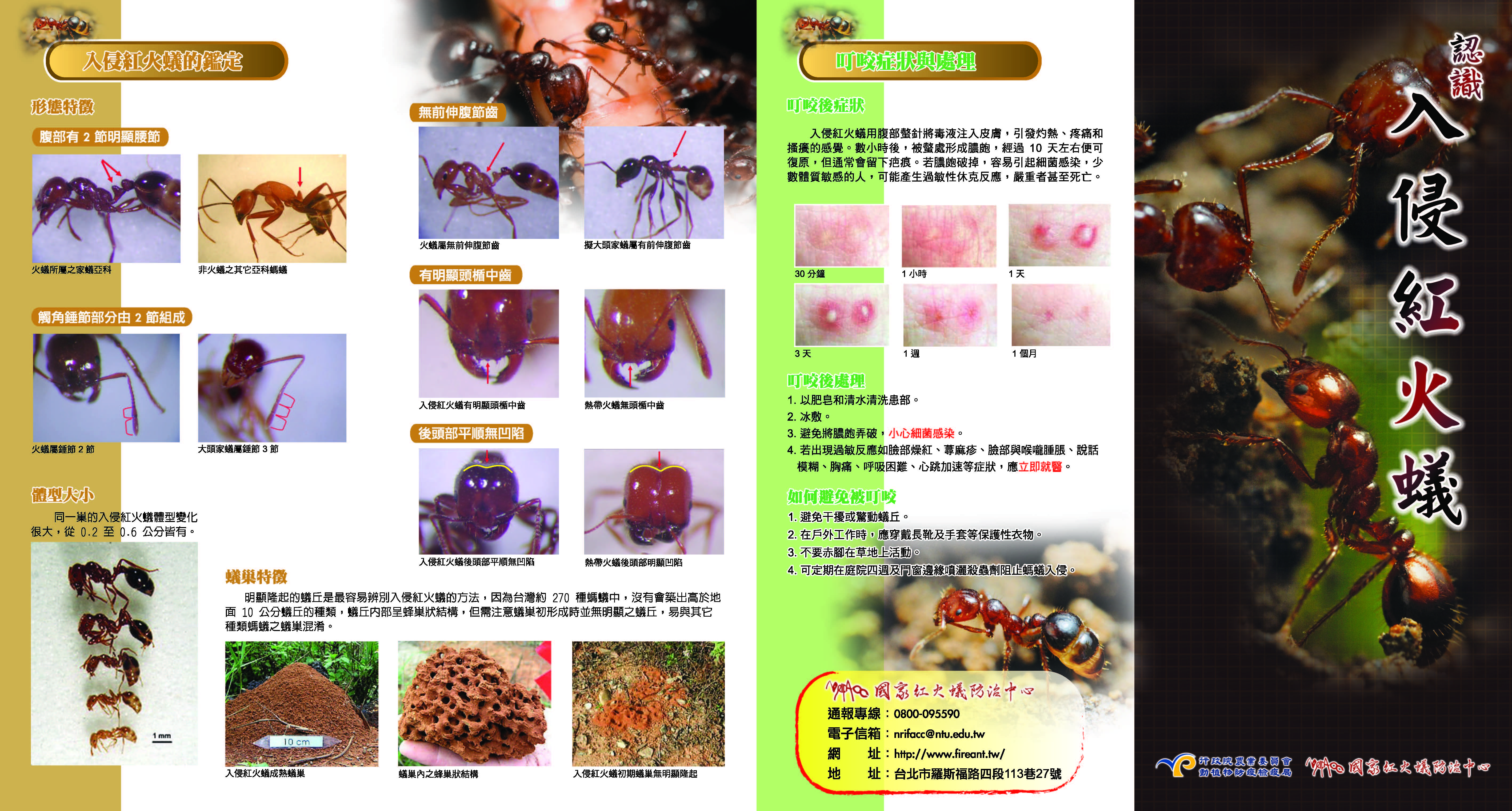 認識入侵紅火蟻1