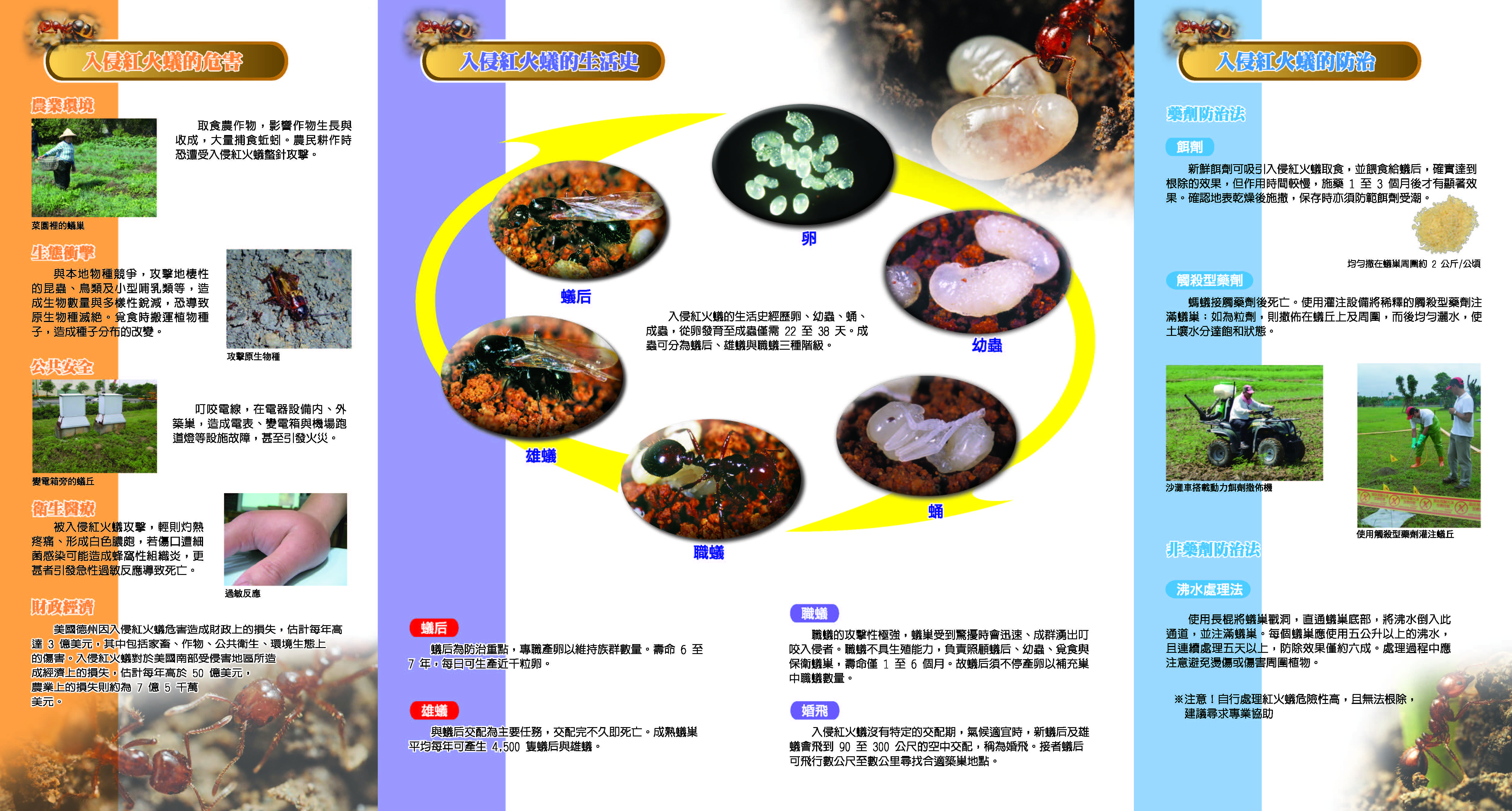 認識入侵紅火蟻2